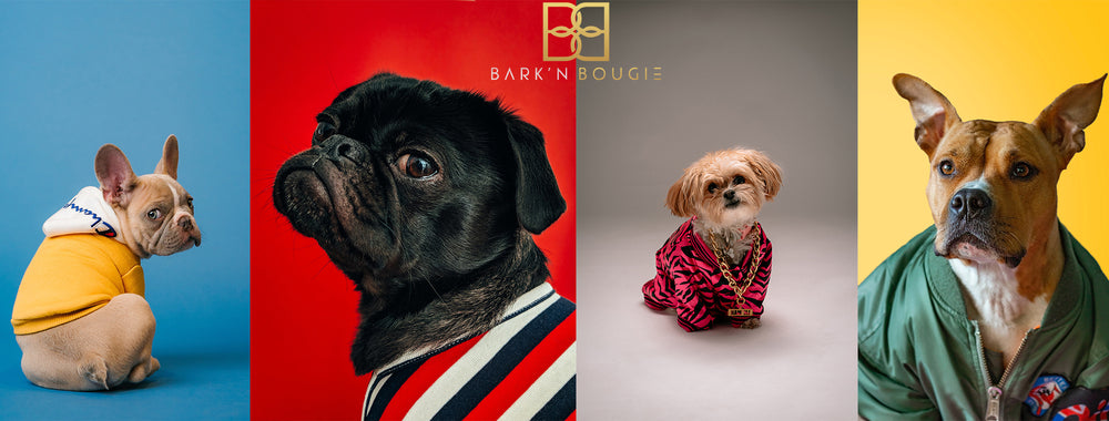 Repurposed Monogram Dog Harness with Bow Brooch, Luxury Couture Boutique  Designer Dog Clothes Bark N Boujee