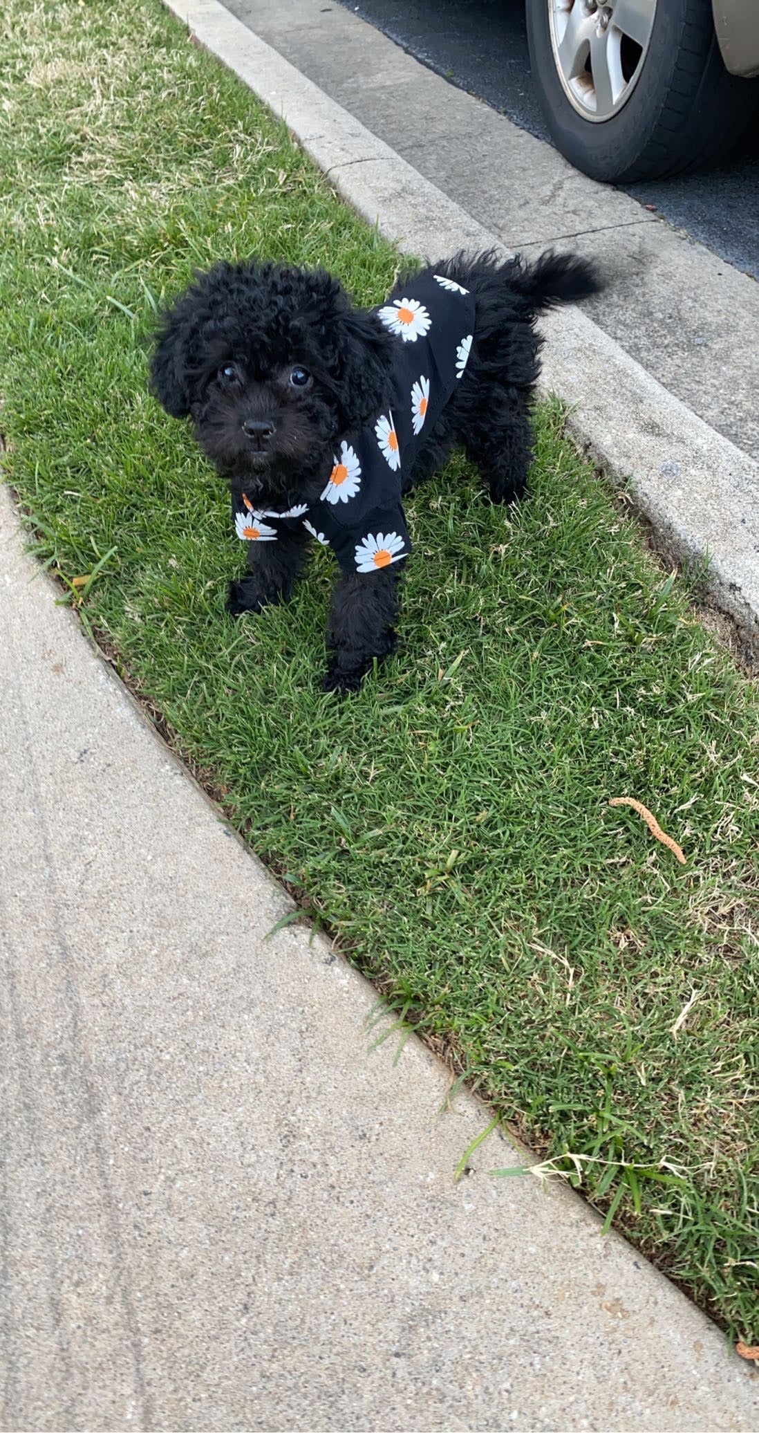 Daisy Summer Shirt