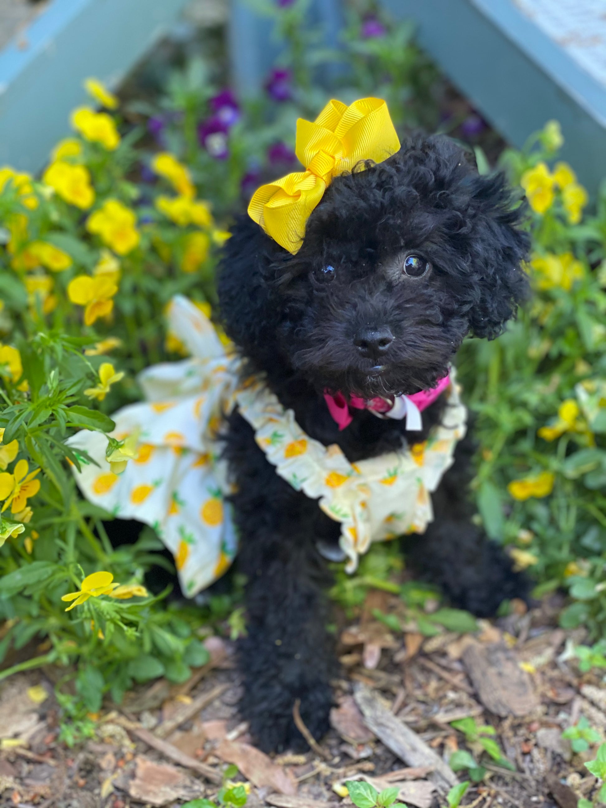 Summer Dress